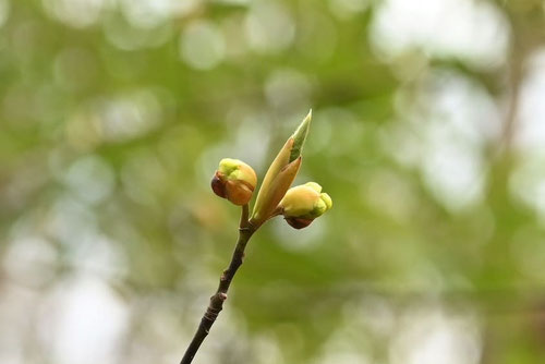 クロモジとはクスノキ科の落葉樹です,蕾,くろもじ,黒文字の木