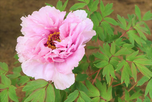 ぼたん,植物,牡丹の種類,代表,ボタン