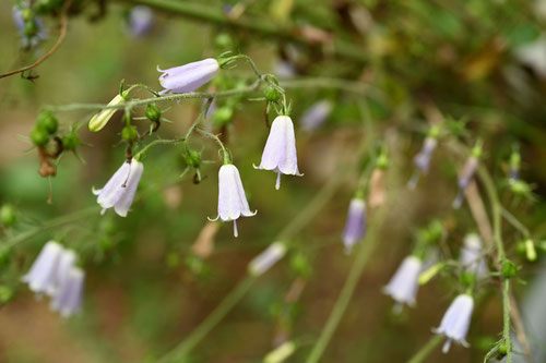 青紫色の花が咲く　季節