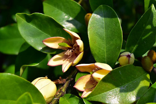 Banana shrub