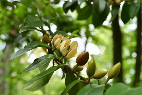 カラタネオガタマの木の花,Banana shrub