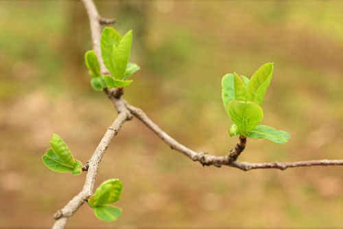 利休梅の木,リキュウバイ,りきゅうばい,Common pearlbush