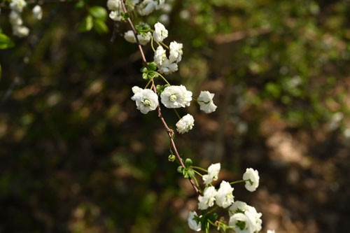シジミバナ,特徴,画像,しじみばな