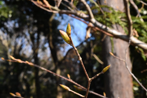 Japanese hornbeam