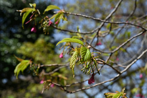 カンヒザクラ,かんひざくら,寒緋桜の木