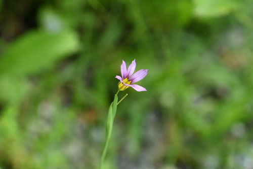 にわぜきしょう,ニワゼキショウ,雑草