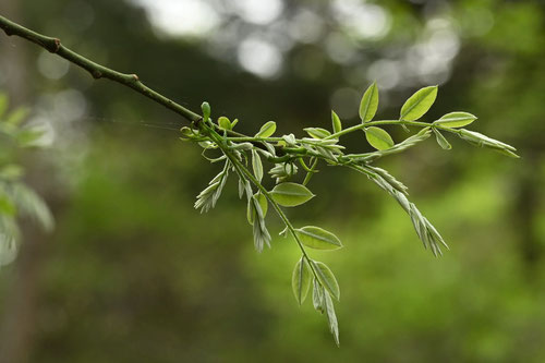 えんじゅのき,新芽,エンジュ