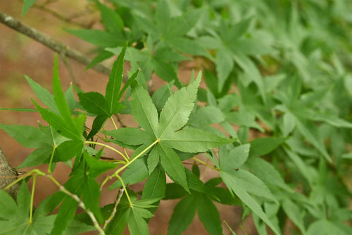 Japanese maple