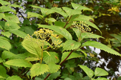 小紫陽花