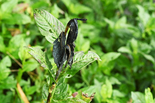 植物,アイ,藍染めの材料,あい
