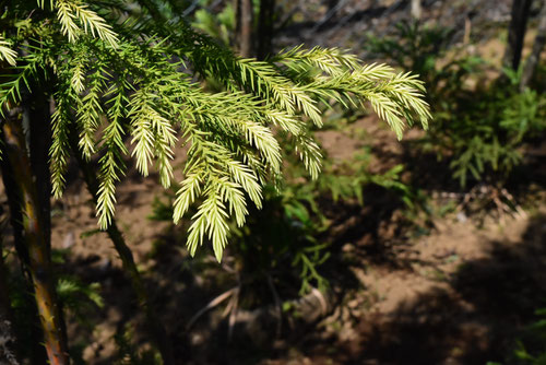 variety of Japanese cedar,樹木