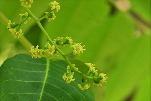 ハゼの木,はぜのき,花,櫨,ハゼの花
