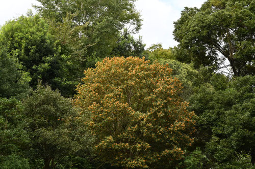 金木犀,きんもくせい,高さ,キンモクセイ