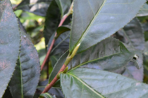 お茶の木,新芽