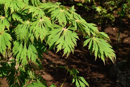 品種,種類,まいくじゃく