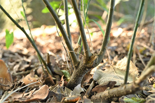 フユサンゴは木か草か,ふゆさんご