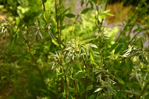 ミヤギノハギ,葉っぱ,みやぎのはぎ,植物