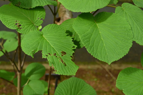 むしかり,木の葉