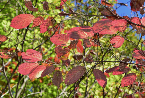 しらき 植木 紅葉