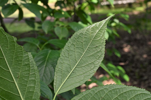 とちゅう,植物,杜仲茶