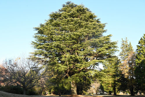 Himalayan Cedar,tree