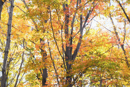 はなのき,紅葉,ハナノキ