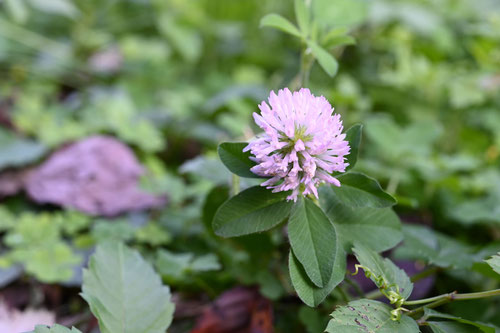 ピンクの花が咲くクローバー