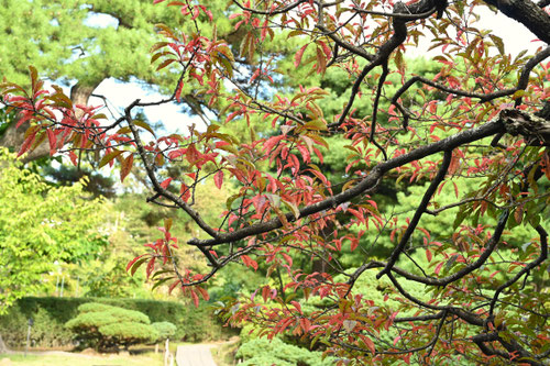 スモモ,黄葉,紅葉,画像