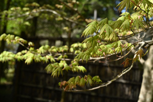 おおもみじ,新芽