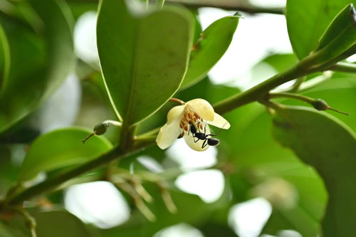サカキの木,さかき,榊の花
