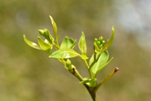 きそけい,植物,キソケイ