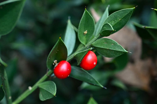 butcher's-broom,fruits