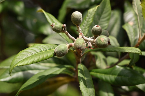 Japanese loquat,fruits
