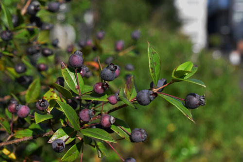 黒い実がなる庭木.種類
