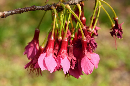 寒緋桜,カンヒザクラの花,かんひざくら,開花時期