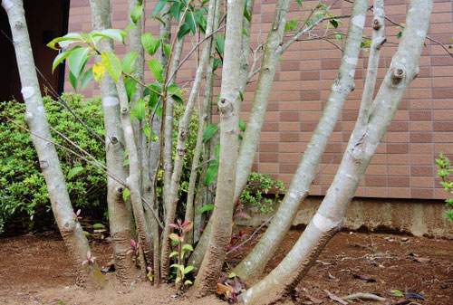 ソヨゴ,そよご,株立ち