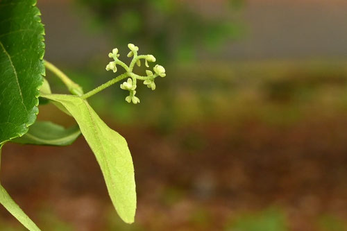 つぼみ,ツボミ,へらのき,植物
