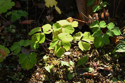 おだまき,植物,オダマキ