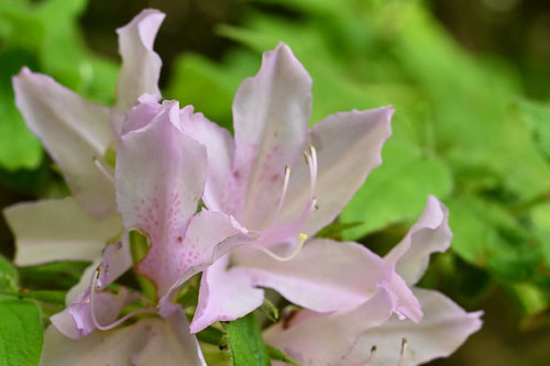モチツツジの花