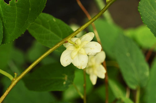 またたびのはな,マタタビ,木天蓼