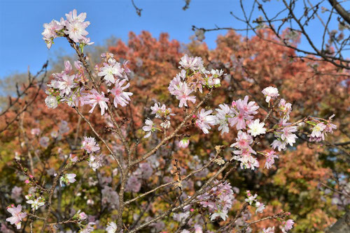 冬に咲く桜,画像