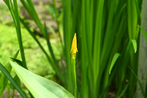 キショウブ,植物