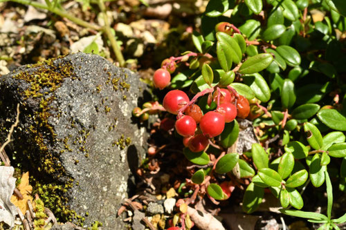 赤い実の植物,図鑑,夏