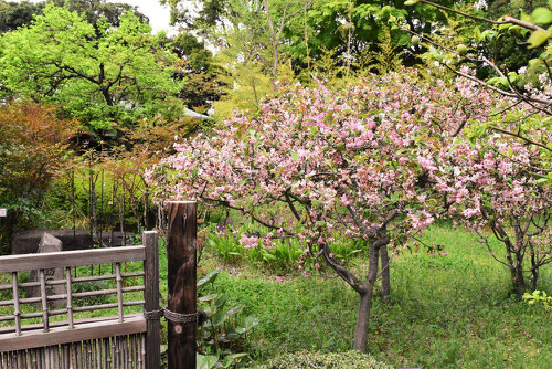 花海棠,開花時期,はなかいどう,ハナカイドウ