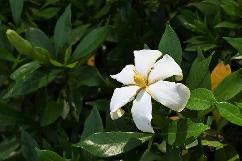 香りのある木,fragrant flower tree