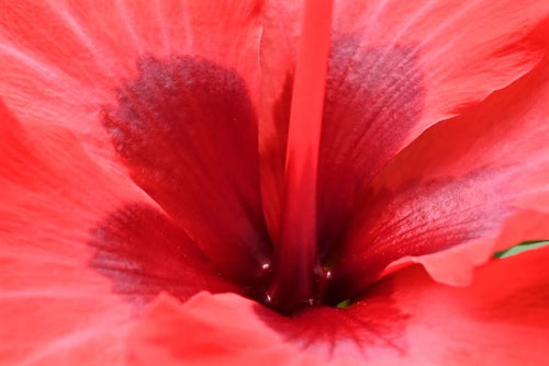 Chinese hibiscus