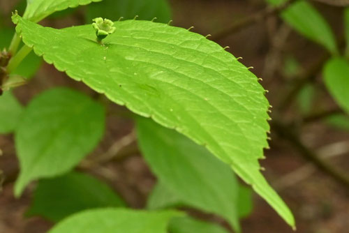 花筏,はないかだ,葉っぱ,ハナイカダ