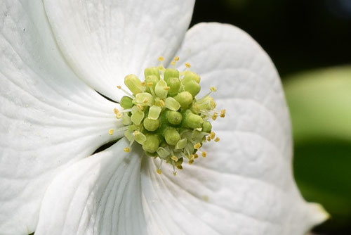 Japanese flowering dogwood,flower