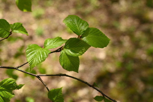オノオレカンバ,おのおれかんばの木