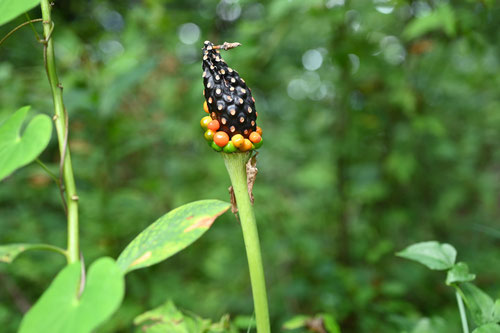 マムシグサ,実,まむしぐさ